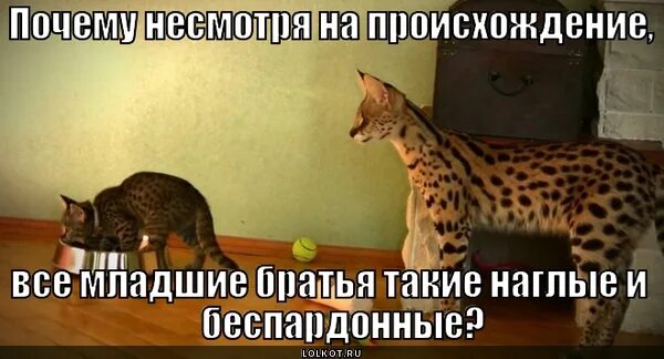 Беспардонность. Беспардонная. беспардонно это как. кто такой беспардонный человек. беспардонность картинки.