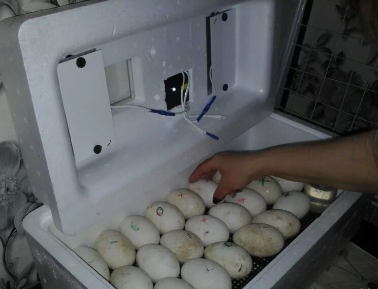 Гусиные яйца для инкубации купить. Инкубатор Теплушка гусиные яйца. Гусиные яйца в инкубаторе Несушка. Инкубатор 104 гусиные яйца. Инкубатор гусиные яйца Золушка.