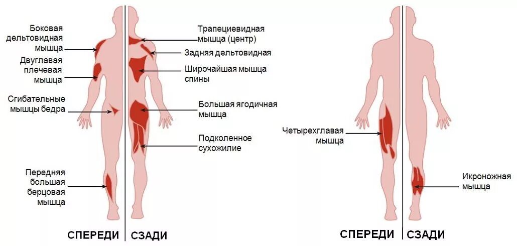 Какие мышцы наиболее развиты. Мышцы волейболиста. Какие мышцы развиваются. Мышцы при волейболе. Какие мышцы работают при игре в волейбол.