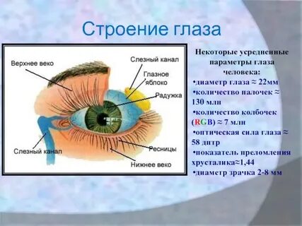 Функции структур глаза человека