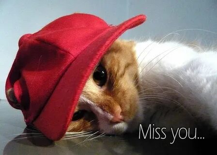 Miss me cat