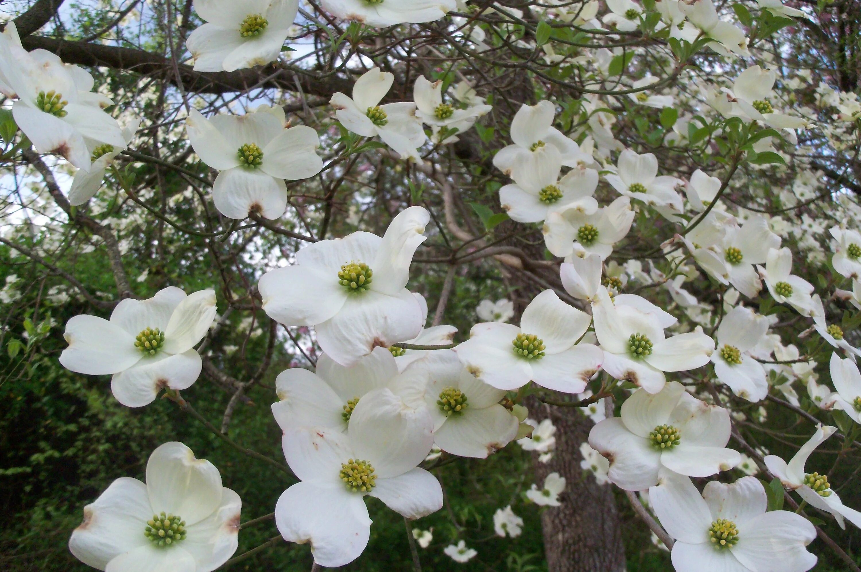 Кустарник цветет белым весной. Flowering Dogwood растение. Кустарник кизил цветет. Кизил цветение. Белый кизил кустарник.