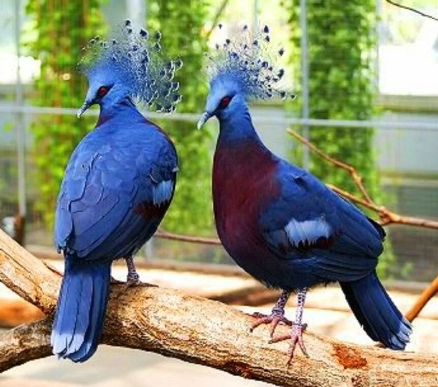 Две синие птицы. Веероносный венценосный голубь. Голубой венценосный голубь. Синяя птица венценосный голубь.