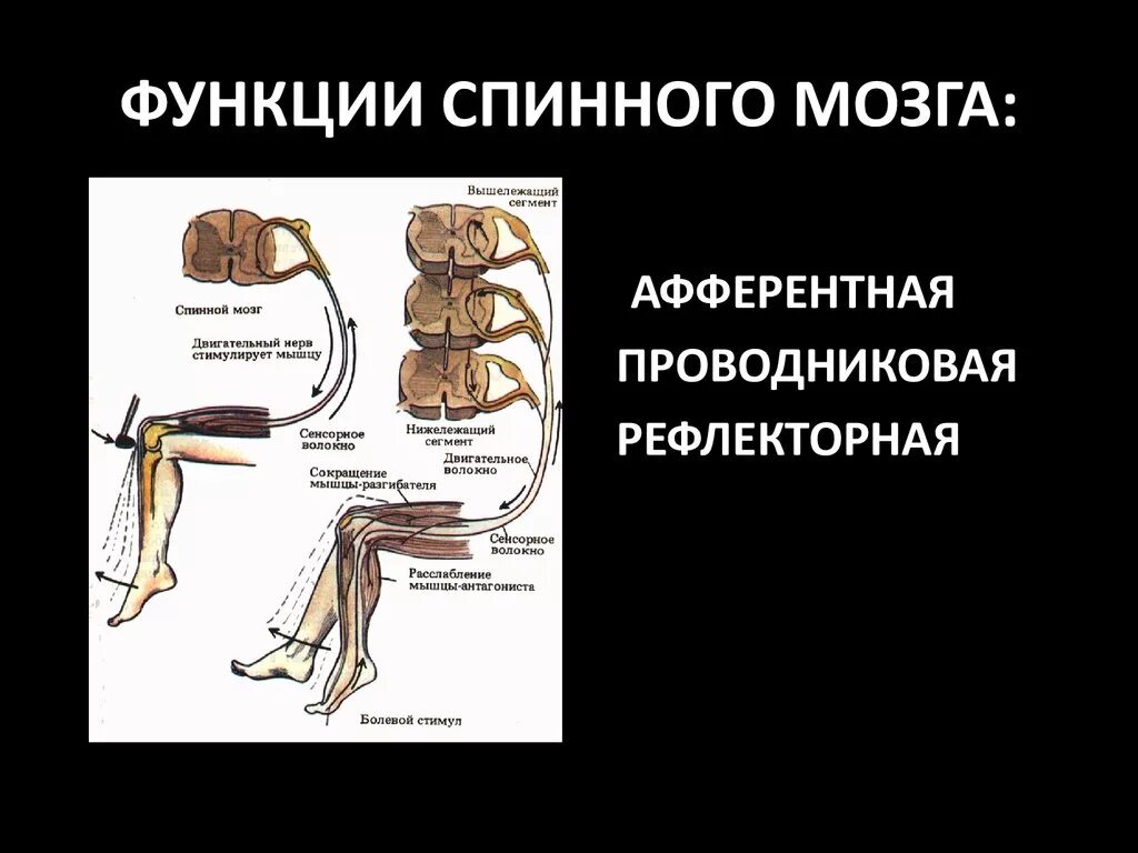 Каковы функции спинного. Проводниковая функция спинного мозга физиология. Проводниковая функция спинного мозга таблица. Проводниковая функция спинного мозга схема. Проводниковая функция спинного мозга нейрофизиология.