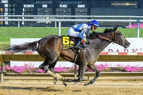 Horse race live