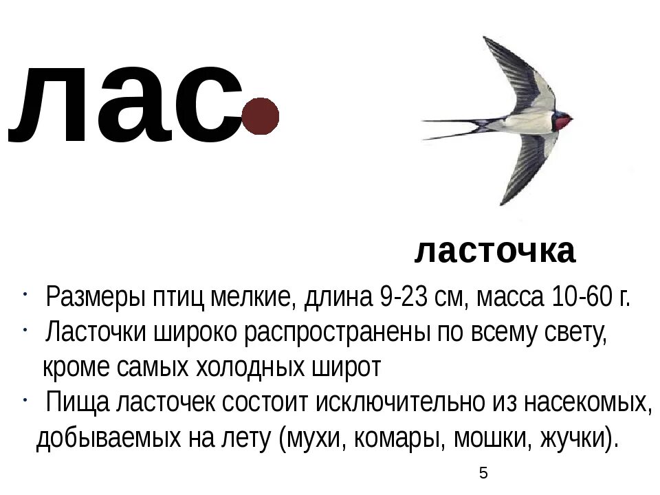 Текст про ласточку. Сообщение о Ласточке. Ласточка птица описание. Описание ласточки. Птицы Ласточка доклад.