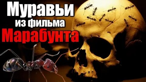 Ant legion муравьи