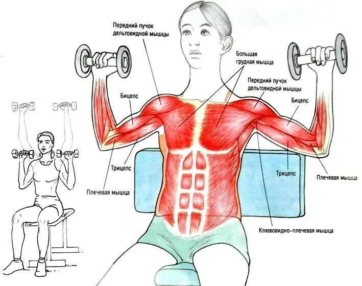 Гантели дельтовидные мышцы. Упражнения на грудные мышцы с гантелями стоя. Жим гантелей на дельтовидной мышцы. Занятия гантелями для мышц груди. Занятие с гантелями на грудь.
