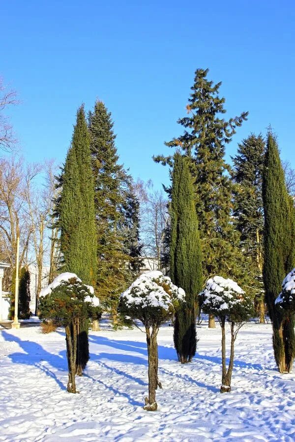 Кипарис зимой. Кипарис зимой. Кипарис зимой. Кипарис снежный. Кипарис в снегу.