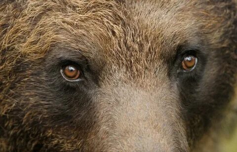 Bears eye