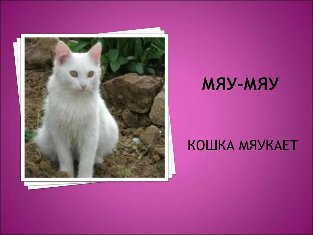 Песня кошек мяу мяу. Мяу. Мяу мяу мяу. Мяу картинки. Кошечка мяу.