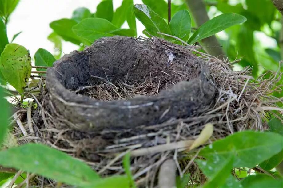 Empty nest