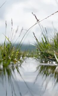 В траве стоит вода
