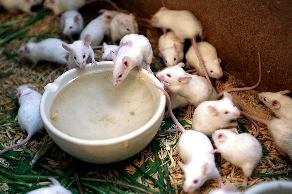 Лунин и мыши. Опыт Лунина с мышами. Лунин эксперимент с мышами. Лунин опыты на мышах. Эксперимент на мышах витамин а.