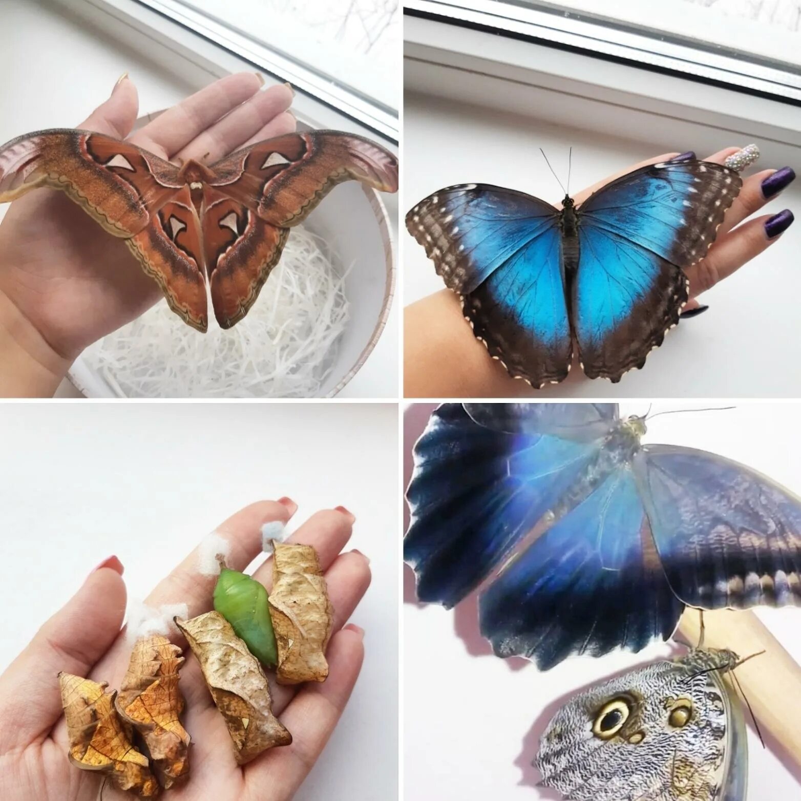 материалы для букета из бабочек. бабочка для украшения букетов. букет из бабочек. красивый букет с бабочками. тропические бабочки.