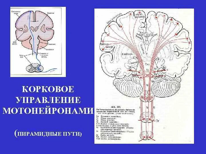 Высшими корковыми функциями являются. Высшими корковыми функциями являются