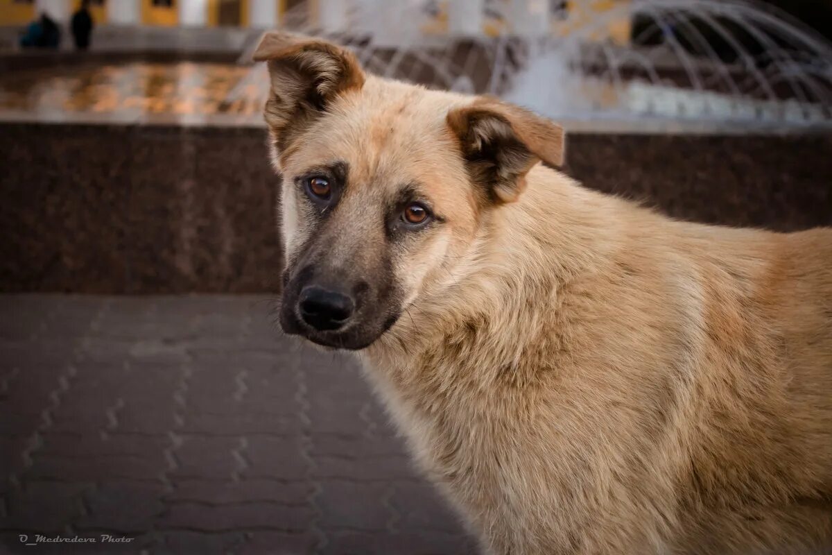песня бездомных собак