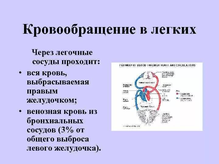 Схема кровообращения лёгких. Кровоснабжение легких схема. Схема регионарного кровообращения легких. Кровообращение легких физиология.