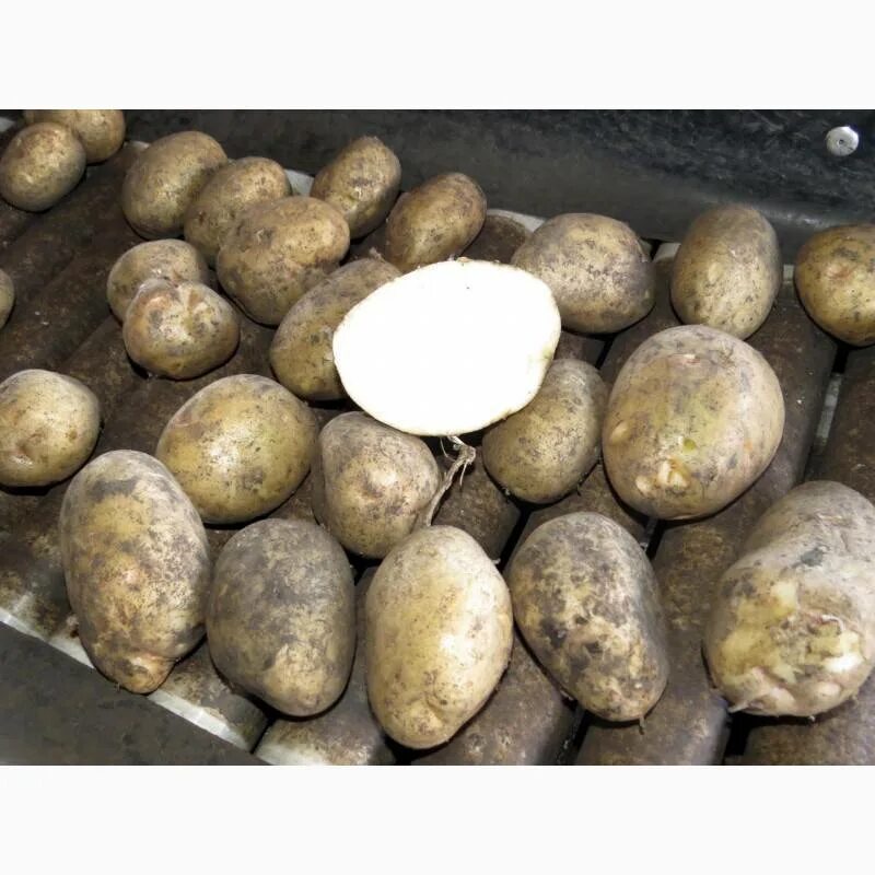 Продажа - Картофель продовольственный, сорт Импала