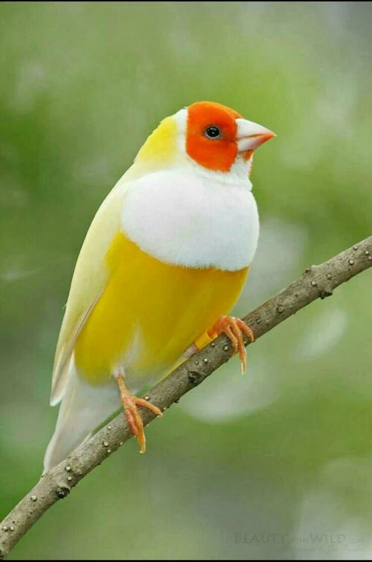 Маленькая желто красная птичка. Маленькая желто красная птичка. Gouldian finch птица. Отряд воробьиных желтогрудка. Птица желтая с красной головкой.