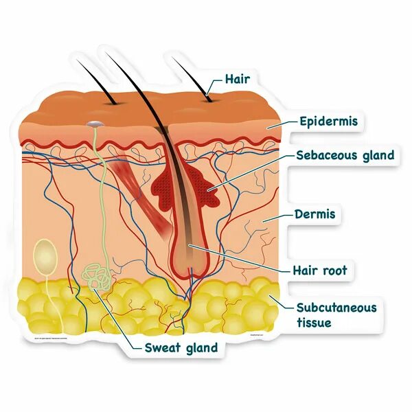 Нью дерма. New dermis. Нью дермис СПФ. New dermis крем.