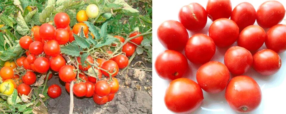Купить семена штамбовых томатов