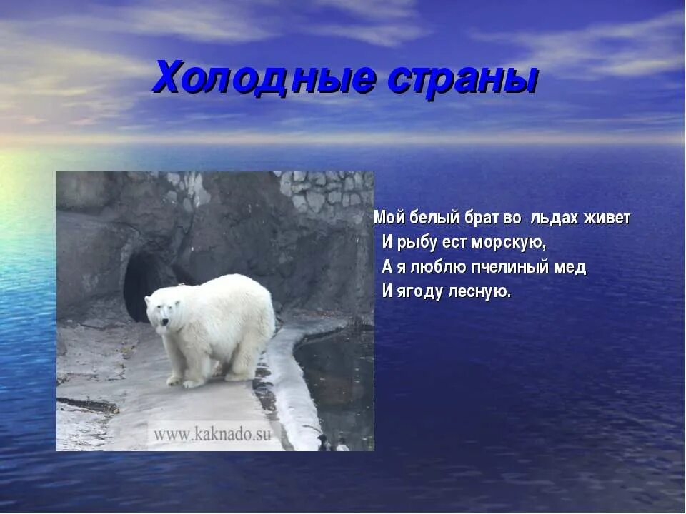 Интересные факты о белом медведе. Животные обитающие в холодном климате. Животные в холодном поясе. Жизнь животных в холодном климате. Как животные приспосабливаются к холоду.