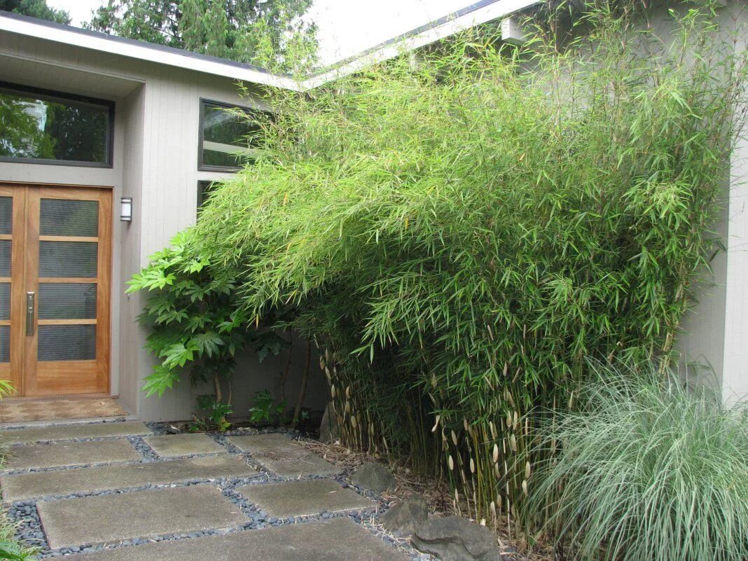 small space Japanese garden bamboo fence Bamboo garden, Bamboo diy, Backyard gar