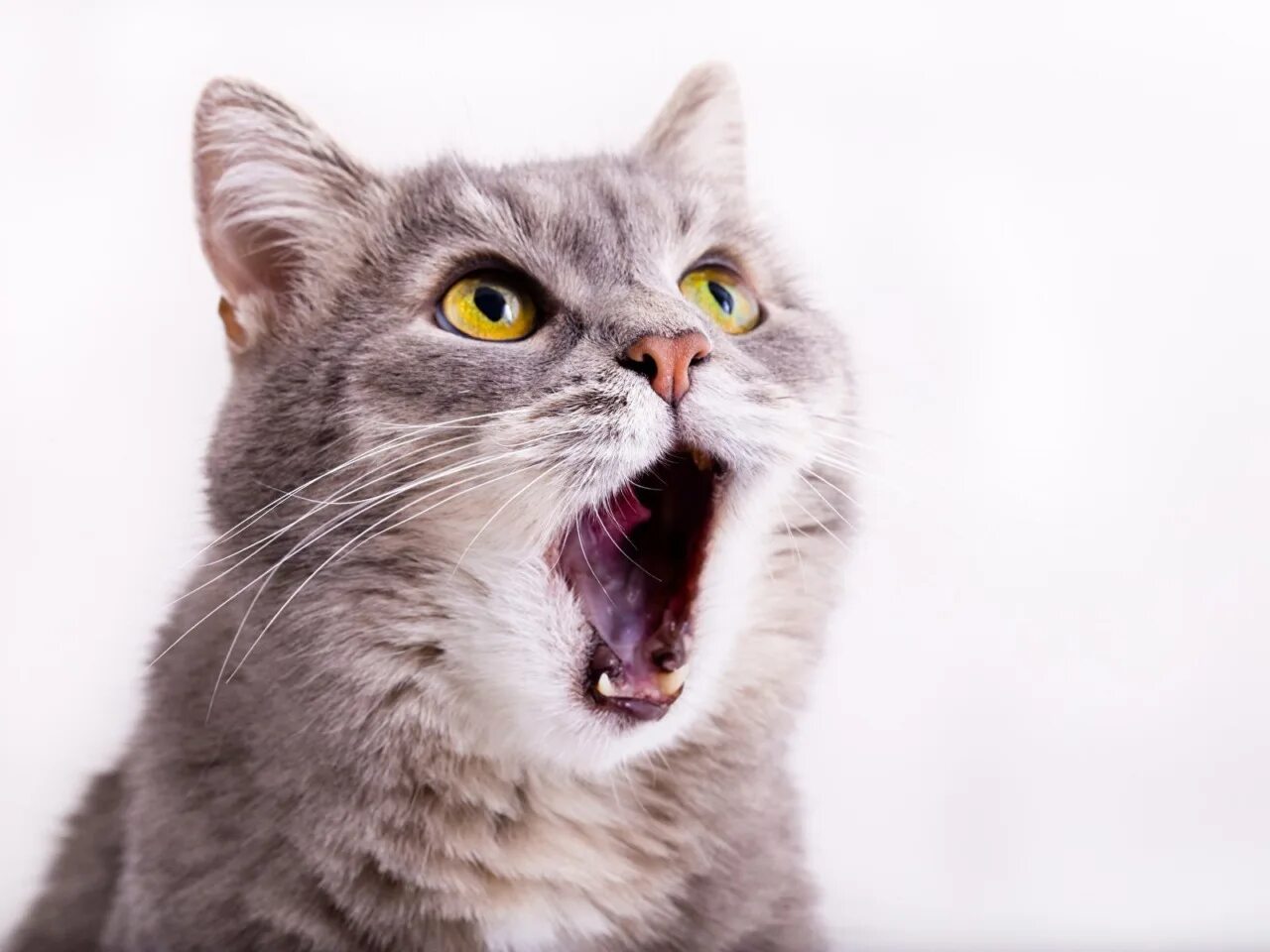Открой шок. Удивленный кот. кошка в шоке. кричащий кот. удивенный котэ.