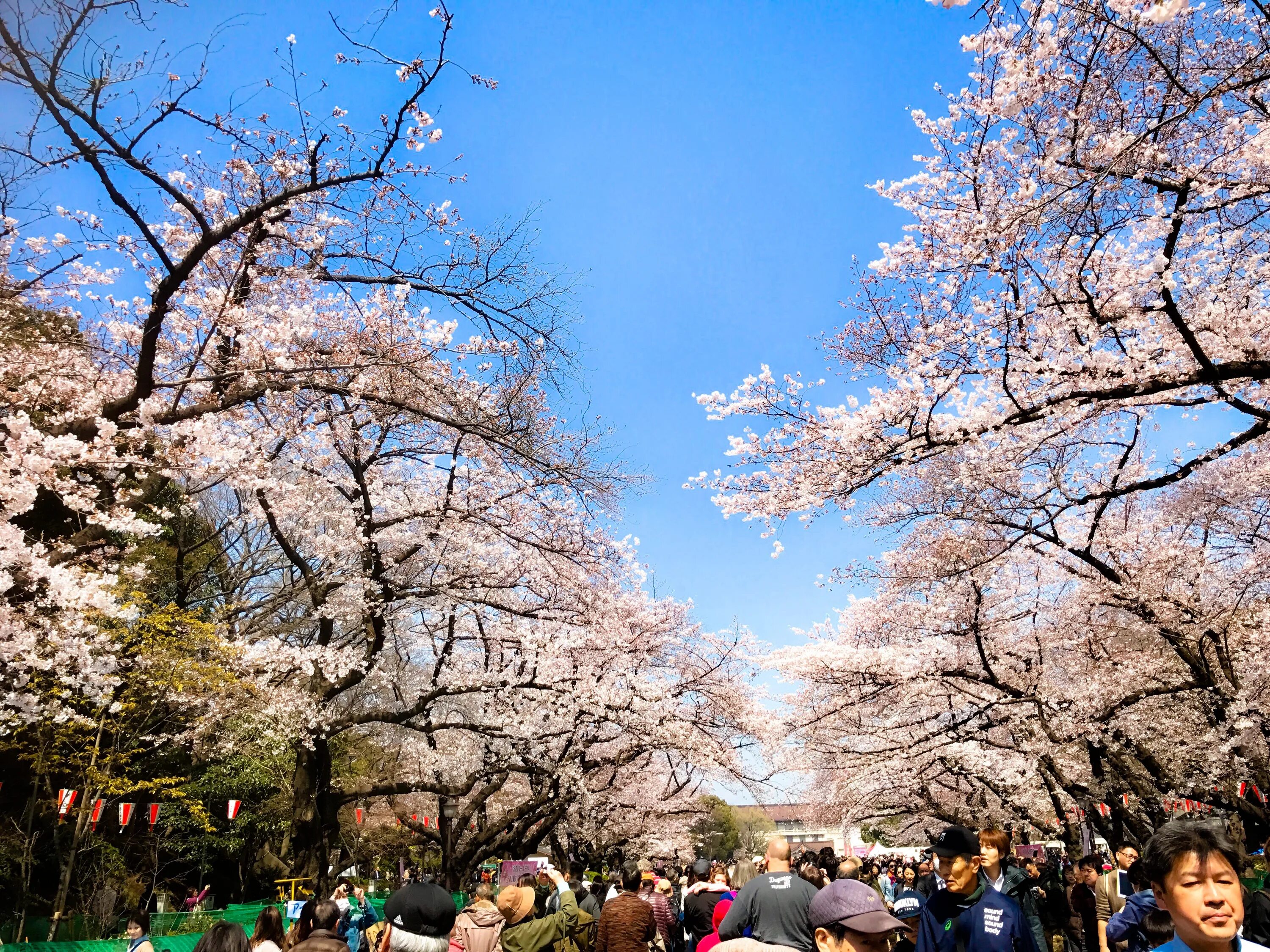 Токио сакура 2023. Март в японии. Токио в апреле дорама кадзума. Фестиваль цветения сакуры в японии. Фестиваль цветения сакуры в японии.