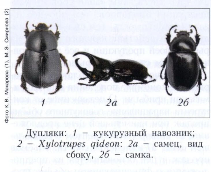 1400 видов. Жук Дупляк. Жук кукурузный навозник. Дупляки Пластинчатоусые. Жук носорог навозник.