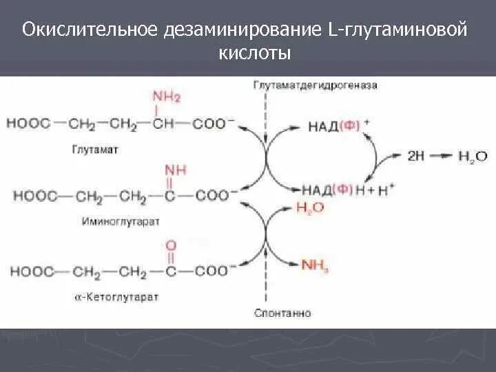 Окислительное дезаминирование глутаминовой кислоты. Окислительное дезаминирование l глутаминовой кислоты. Непрямое окислительное дезаминирование аминокислот схема. Реакция прямого окислительного дезаминирования глутамата. Окисление дезаминирование глутаминовой кислоты.