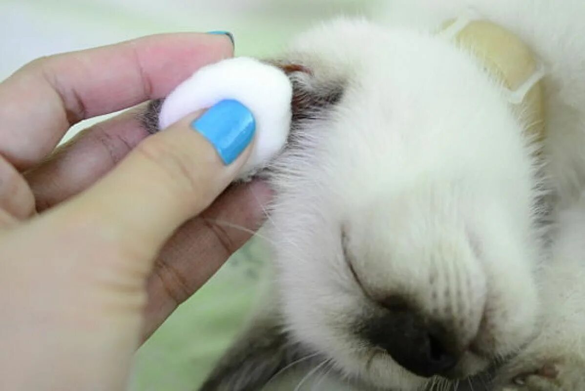 Как почистить кошке уши в домашних. Приспособление для чистки ушей у кошек. Как почистить уши коту.