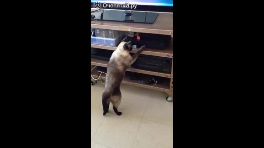 видео коты против