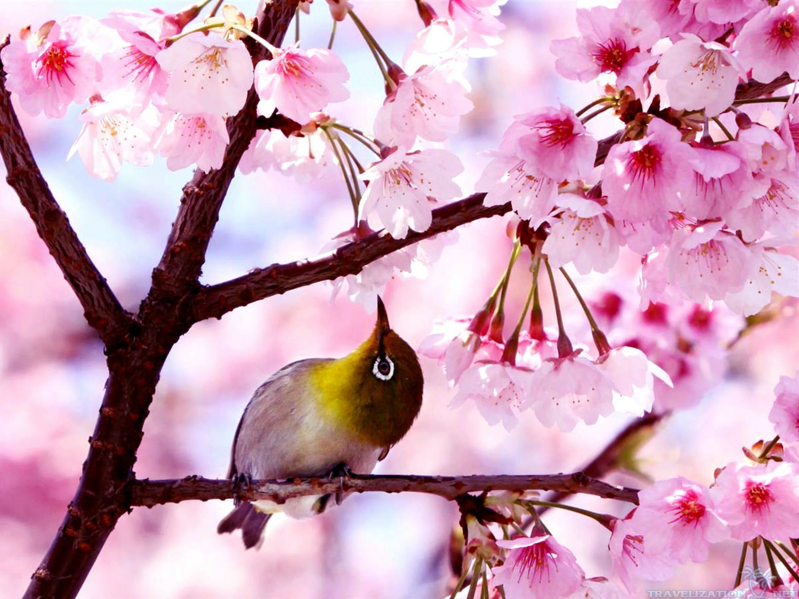 Дни красоты апрель. Птицы на Сакуре. Весенние птички.