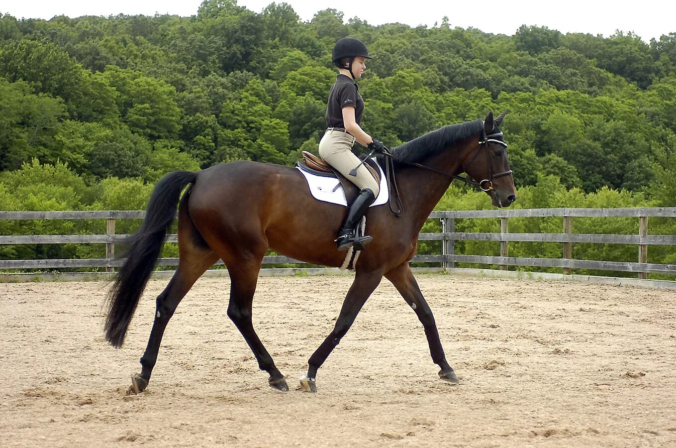 The horse rider. Хорс райдинг. Верховая езда. Верховая езда на лошади. Езда верхом.