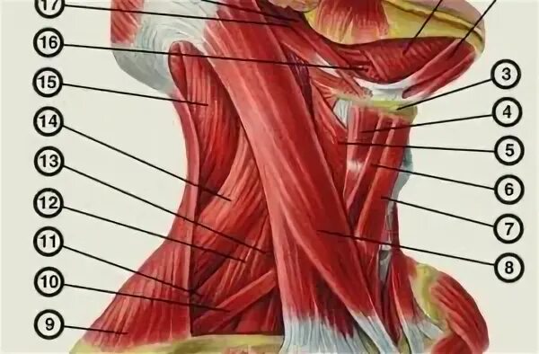 Анатомия шеи человека гортань. Мышцы шеи спереди. Болит шея спереди справа возле горла. Болит где шея спереди. Мышцы шеи вид сбоку анатомия.