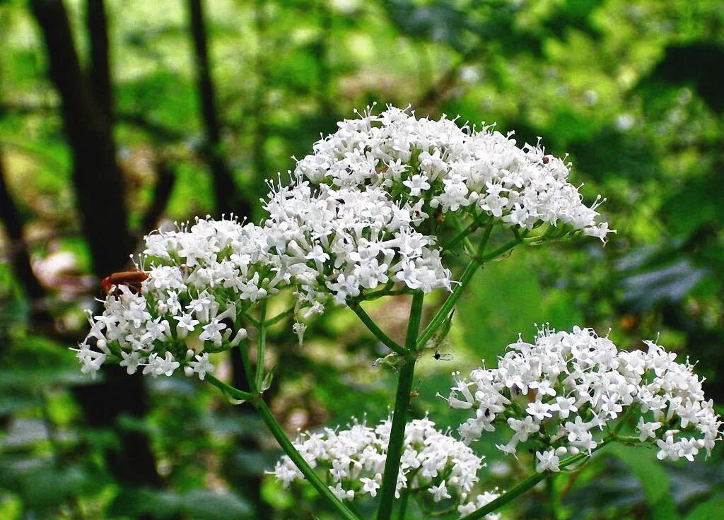 Валерьянка трава. Валериана. (Valeriana officinalis). Валериана бузинолистная. Валериана двудомная. Валериана лекарственная / Valeriána officinális.