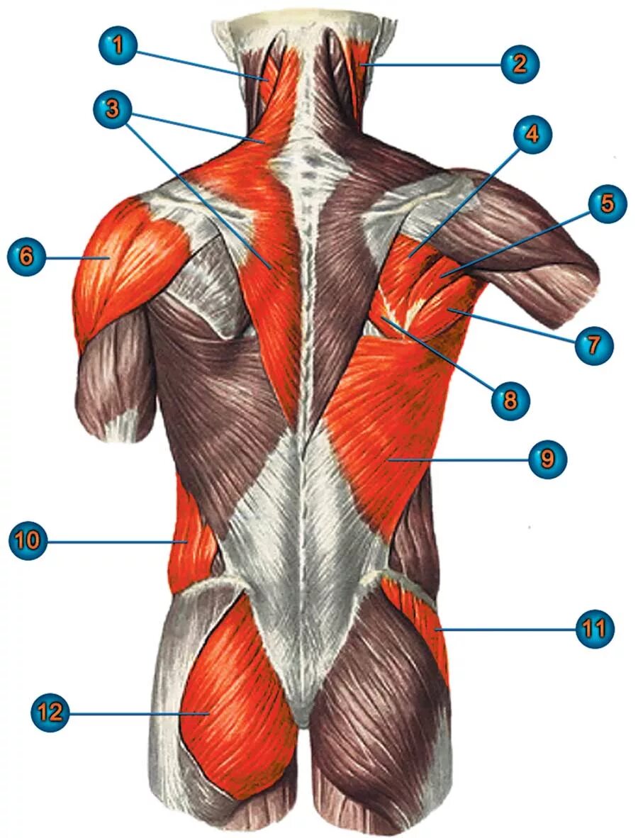 Связки тела. Атлас Синельников мышцы спины. Мышцы спины анатомия человека. Анатомия спины человека мышцы и связки и фасции. Мышцы спины спины анатомия.