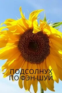 Значение подсолнечника