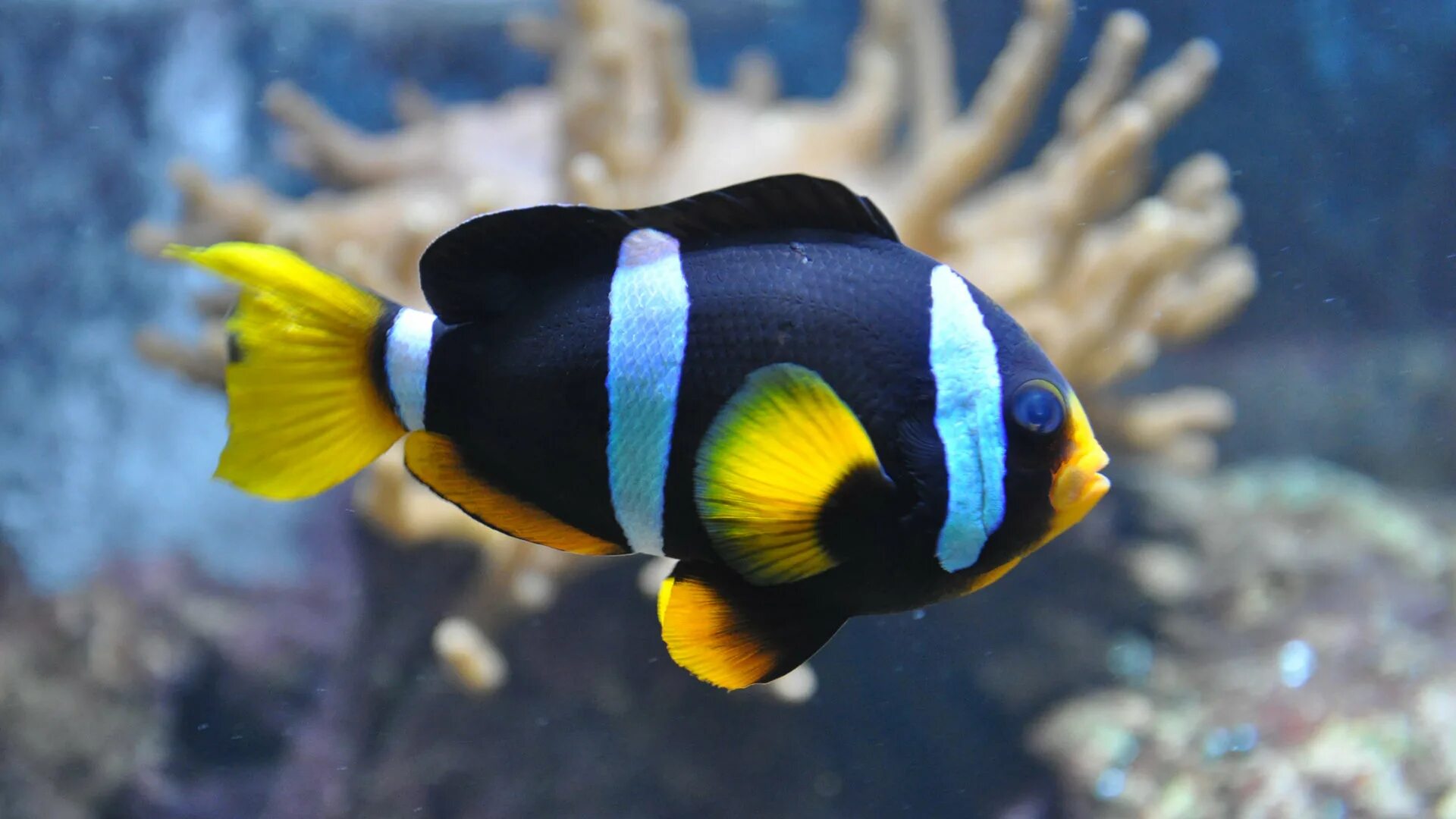 морская рыбка 7. морская рыбка 7. корацин рыба полосатая. рыба хирург голубой королевский. центропиг королевский.