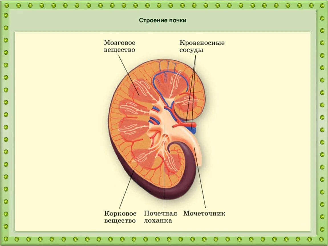 Внутреннее строение почки схема. Схема строение почки биология 8 класс. Строение почки 8 класс биология. Строение почки человека рисунок с подписями.