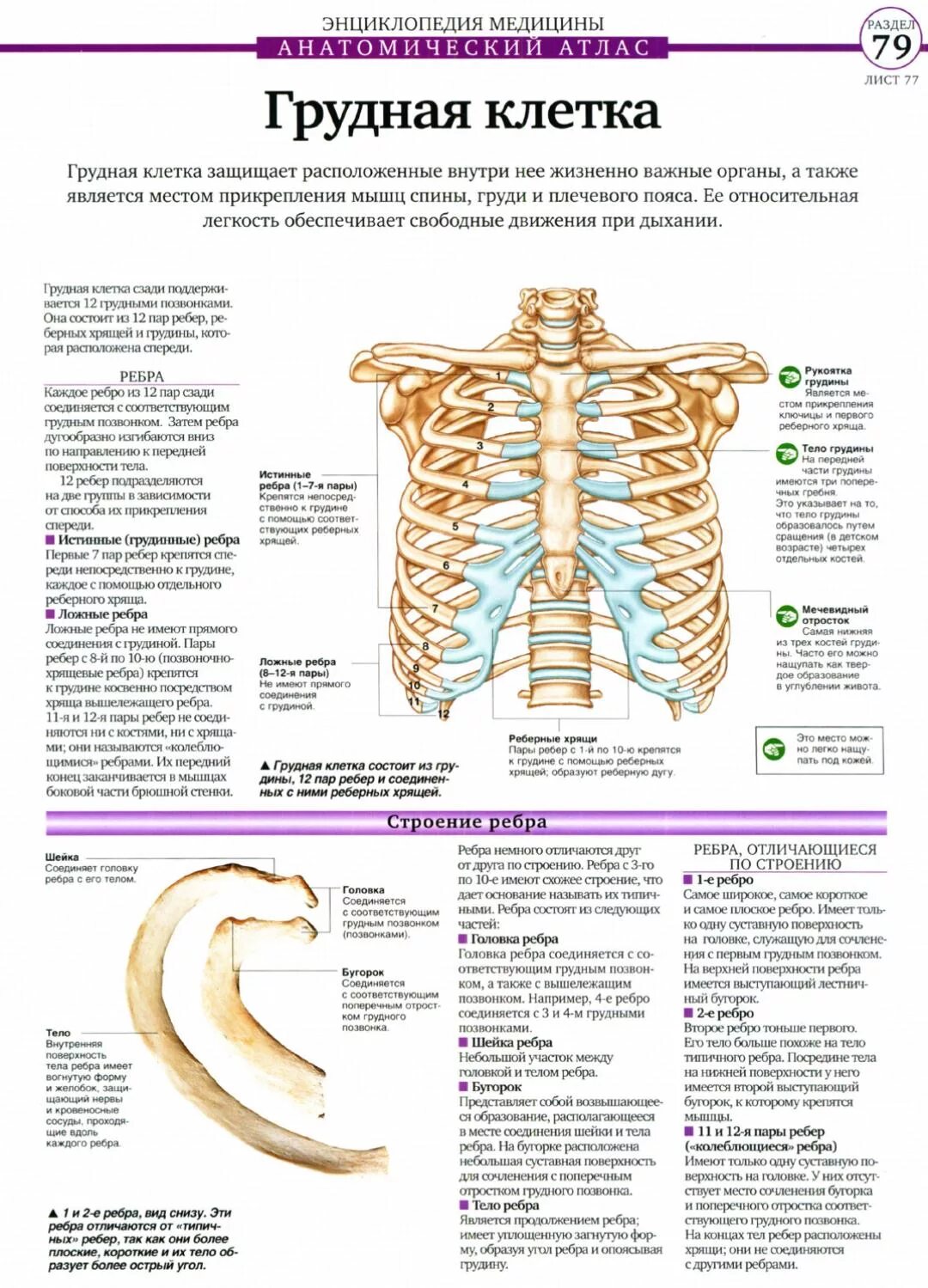Грудная клетка мужчин и женщин. Строение рёбер человека спереди. Ребра человека анатомия нумерация. Нумерация ребер грудной клетки.