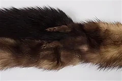 Am fur