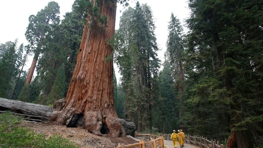 Sequoia beta