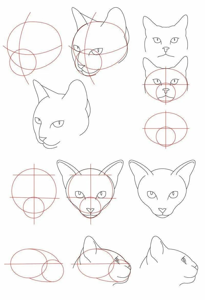 Рисовать поэтапно котиков. Поэтапное рисование. Схема рисования кошки. Анатомия морды кота. Анатомия головы кошки для рисования.