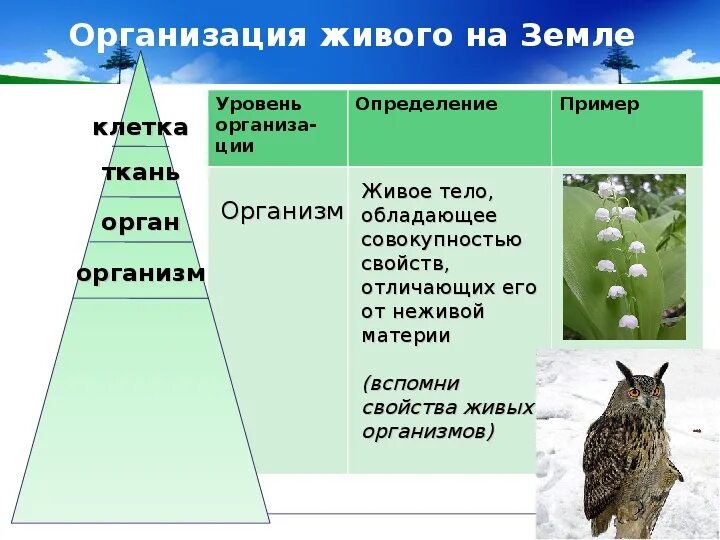 Живые организмы определяют состав. Система живых организмов на земле. Уровни организации живых организмов. От клетки до биосферы 7 класс. Уровни организации животных биология.