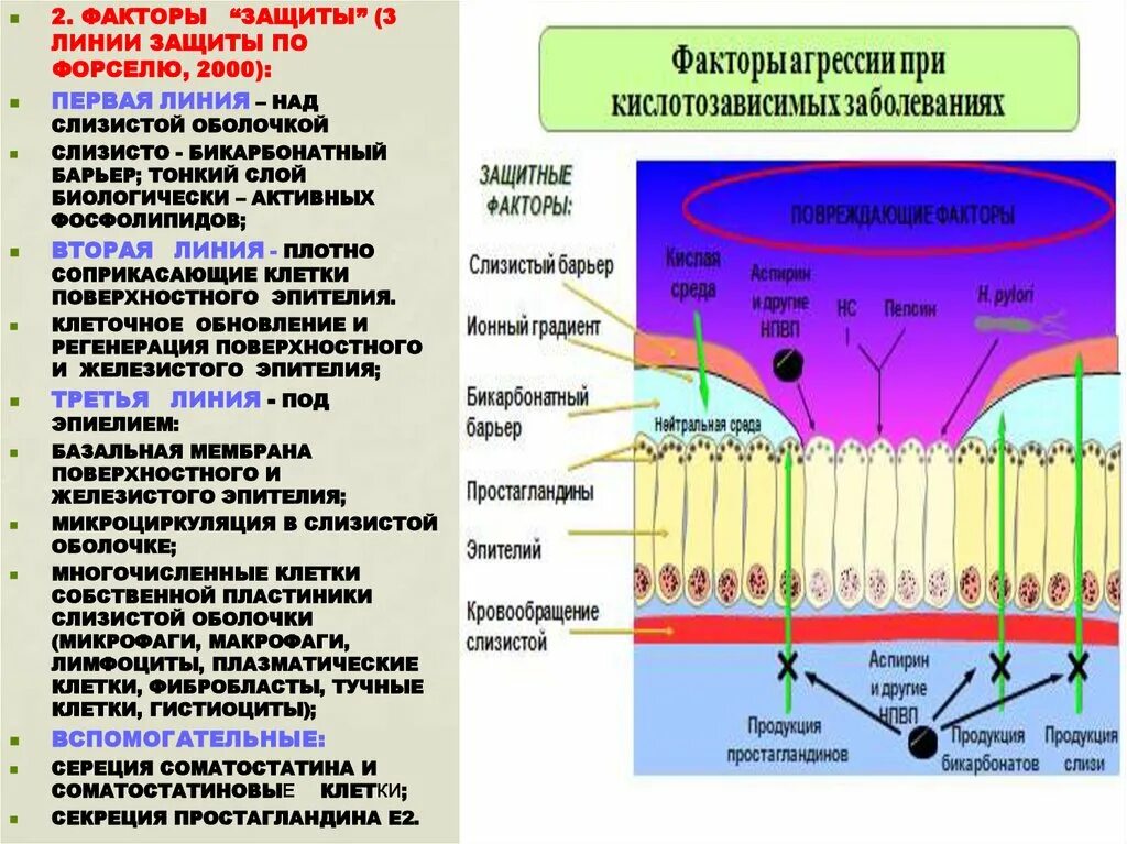 Фактор защиты слизистых оболочек. Слизисто-бикарбонатный барьер желудка. Мукрзно бикарбонатный барьер. Защитные барьеры слизистой оболочки желудка. Бикарбонатный слой желудка.