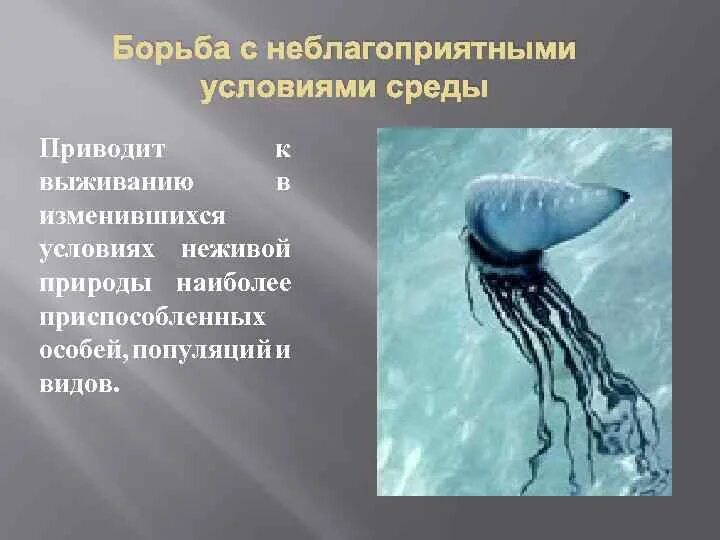 Борьба с неблагоприятными условиями. Борьба с неживой природой. Типы борьбы с неблагоприятными условиями. Рисунок на тему борьба с неблагоприятными условиями. Результат борьбы с неблагоприятными условиями среды