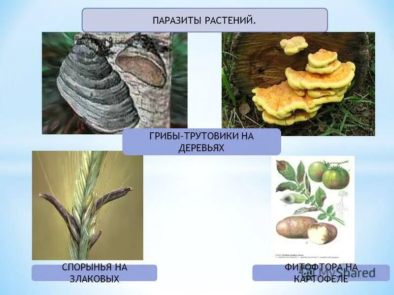 Головня фитофтора трутовик. Головня фитофтора трутовик